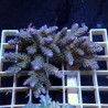 Acropora Sauvage Fidji XL WYSIWYG