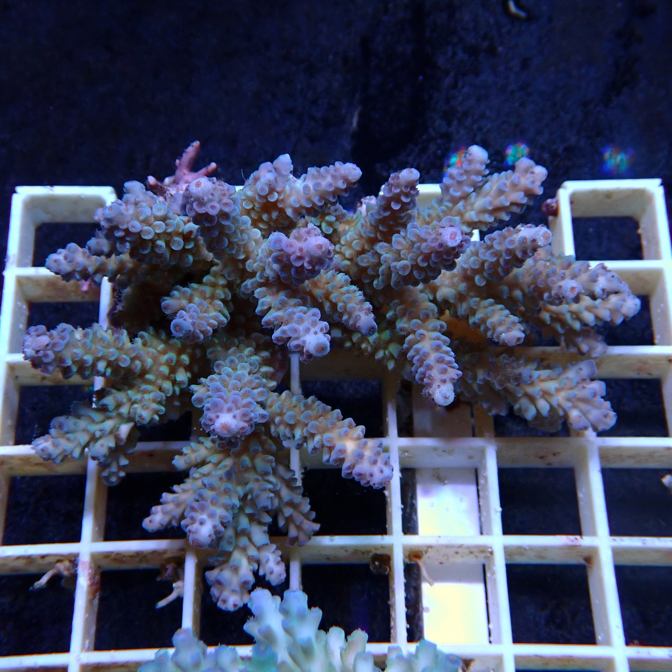 Acropora Sauvage Fidji XL WYSIWYG