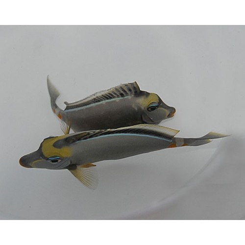 Naso Lituratus 5-7cm