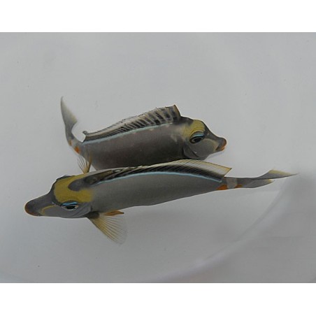 Naso Lituratus 5-7cm