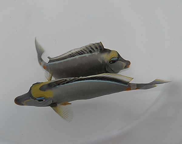 Naso Lituratus 5-7cm