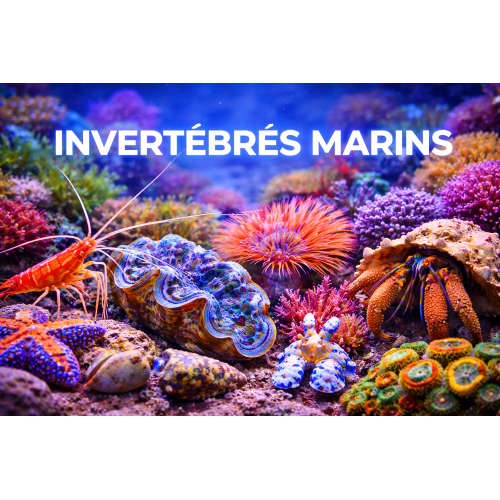 Invertébrés marins : crevettes, escargots | Créati'Récif