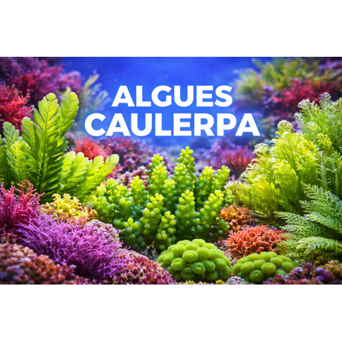 Retrouvez un large choix d'algues pour votre aquarium récifal.  Expéditions du lundi au mercredi pour réception du mardi au jeudi, via UPS   Frais d'expéditions dégressif offert au delà de 249€