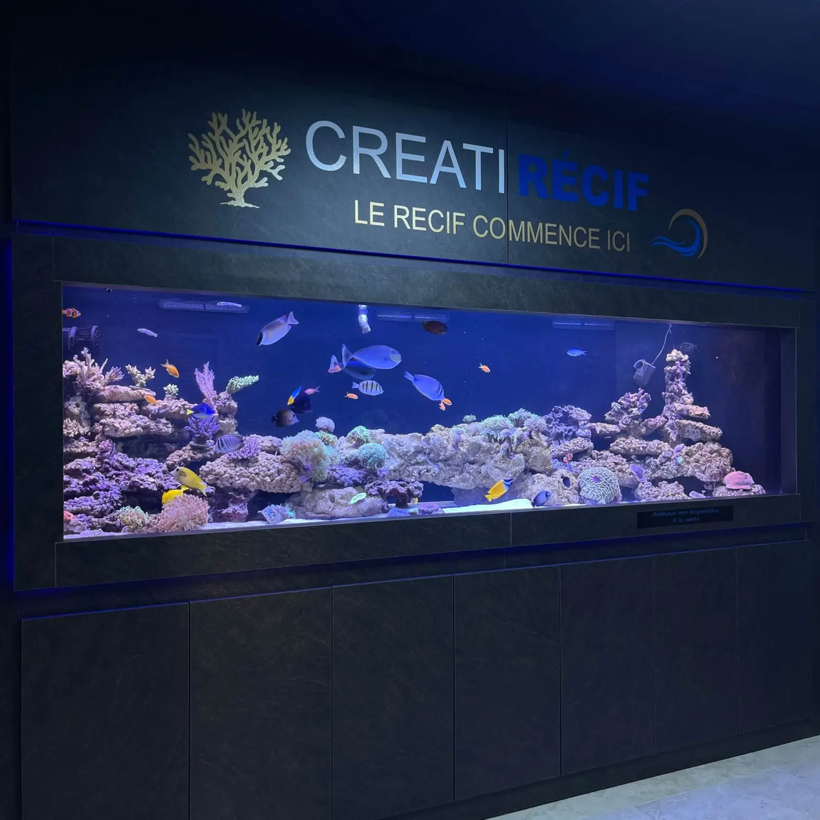 Le magasin Créati'Récif à Lavaur